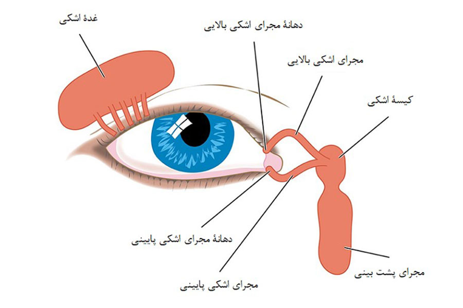با هربار پلکزدن، اشک تولیدشده در غدد اشکی که در بالای کرۀ چشم قرار دارند، در سطح قرنیه پخش میشود.