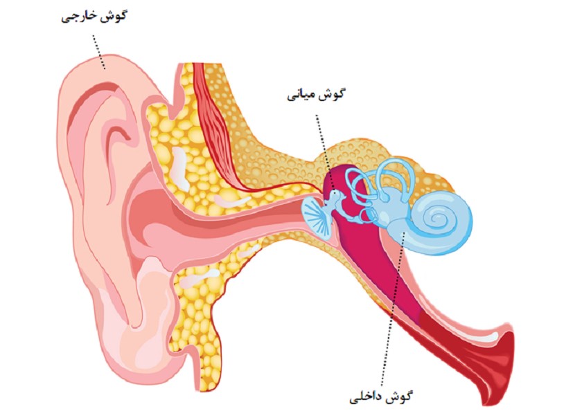 ساختار گوش