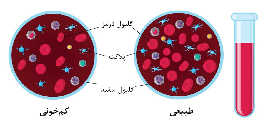 بدن سه نوع سلول خونی میسازد