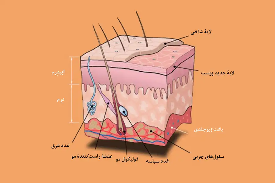 خشکی پوست، وضعیتی است که در آن، پوست در اثر کمآبیِ لایه شاخی، بهطور غیرطبیعی خشک میشود.