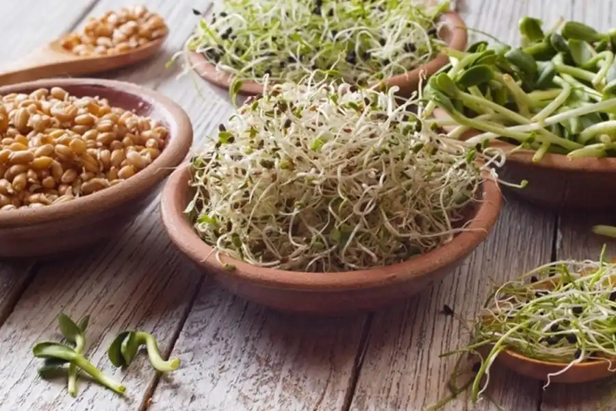 انواع جوانههای خام از سری غذاهای پرخطر جهت مسمومیت غذایی است.